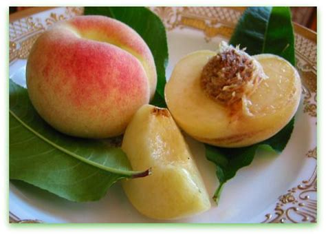 Peach Tree Report 2009: Update on Leaf Curl Resistant Varieties - Tall ...