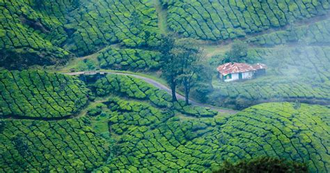 Munnar | Kerala | Trip to India