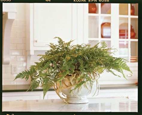 Five Great Indoor Ferns | Southern Living