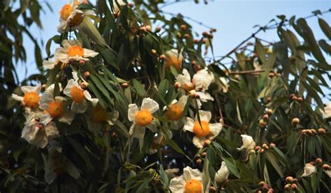 Kumbuk Pokuna Lodge: Namal - Flowers of the Na Tree, Sri Lanka's National Tree - Mesua ferrea