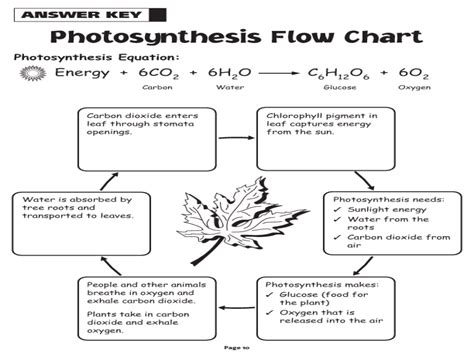 Photosynthesis For Kids Worksheet | Photosynthesis worksheet, Photosynthesis diagram ...