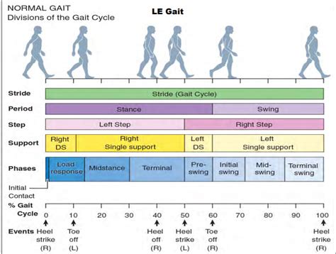 Gait Cycle | Supportive, Single support, Medical