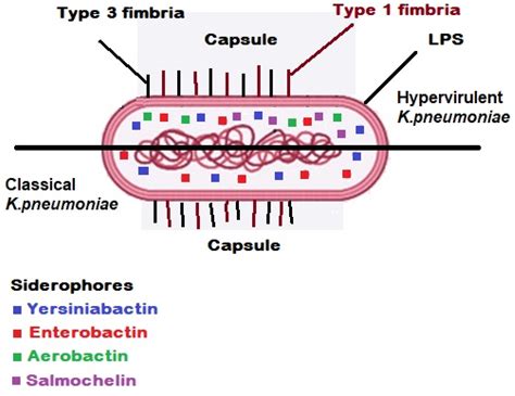 Antibiotics | Free Full-Text | Carbapenem-Resistant Klebsiella pneumoniae: Virulence Factors ...