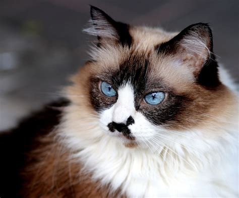 Himalayan Cat - Full Profile, History, and Care