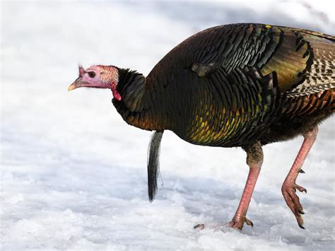 What Do Wild Turkeys Eat? (Diet + Behavior) | Birdfact