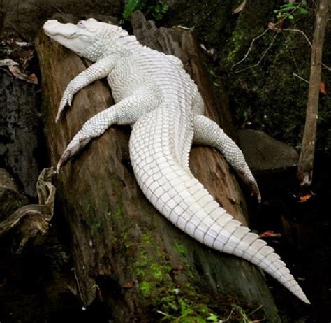 leucistic_alligator