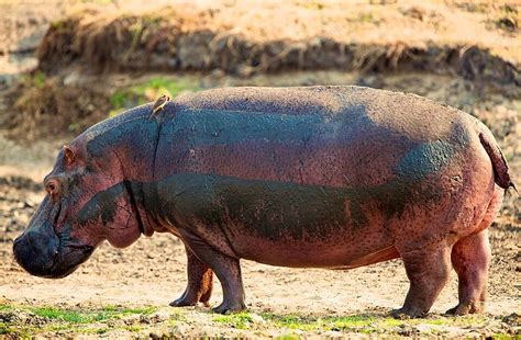 Hippo Teeth Background Images, HD Pictures and Wallpaper For Free ...