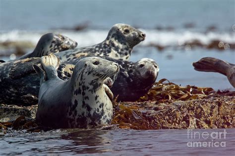 Grey Seals, Farne Islands, UK. Photograph by Tony Mills - Fine Art America