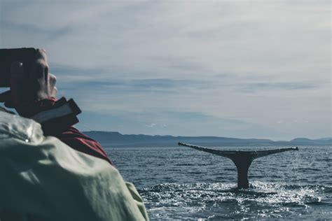 Whale Watching in Oregon - Where & When to See Whales in Oregon