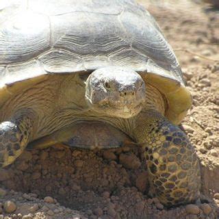 Bolson Tortoise Facts and Pictures