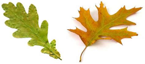 36 Oak Tree Leaves: Identification Guide (With Pictures)