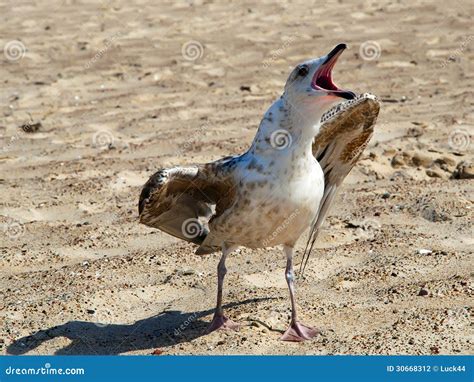 An Angry Seagull on the Sandy Beach Stock Photo - Image of closeup ...