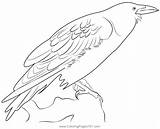 A Black Crow Raven Bird Coloring Page For Kids  Free Crows Printable sketch template