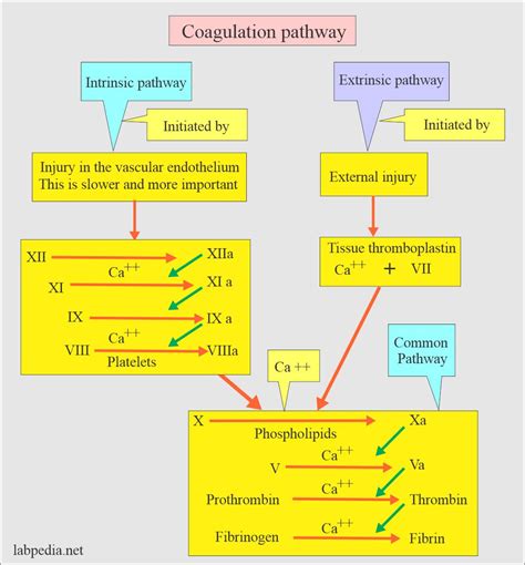 Coagulation:- part 3 - Coagulation Screening Tests, and Critical values ...