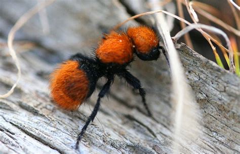 Velvet ants: flamboyant and fuzzy with extгeme PPE – Way Daily