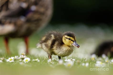 Mallard ducklings - Anas platyrhynchos - grazing feeding among dai Photograph by Paul Farnfield ...