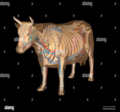 Anatomy of the cow organs Stock Photo - Alamy