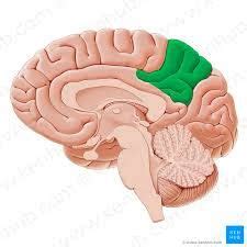 Precuneus -The precuneus is a part of the superior parietal lobule in ...