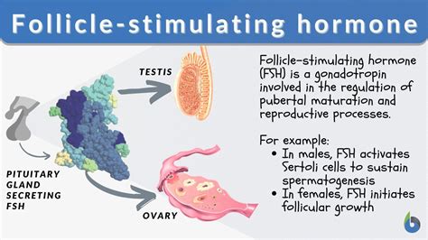 FSH Levels: Follicle-Stimulating Hormone Explained, 59% OFF