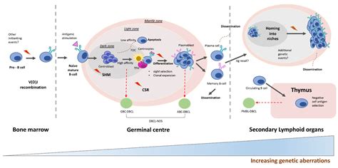 Frontiers Mouse Models Of Germinal Center Derived B-Cell, 55% OFF