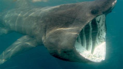 The first basking shark of the year | Ireland | The Times