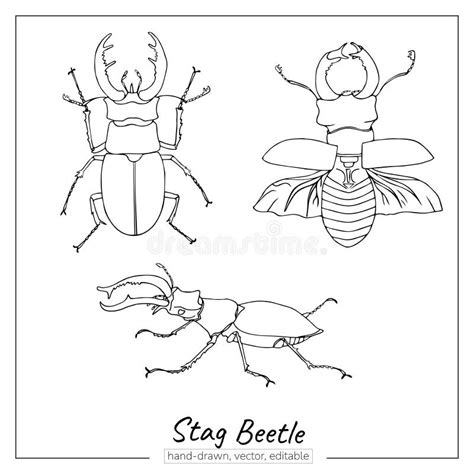 Stag Beetle Sketch. Linear Insect for Colouring Books, Zoology Books, Journals, Magazines. Stock ...