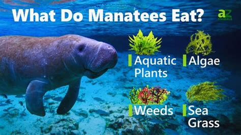 Manatee - A-Z Animals