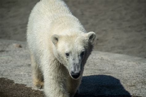 Introducing Twin Polar Bear Cubs Astra & Laerke | Point Defiance Zoo