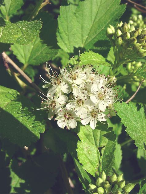 Physocarpus opulifolius (Atlantic ninebark): Go Botany