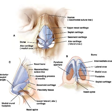 nose-anatomy | Anatomy, Throat anatomy, Human body anatomy