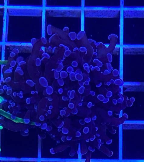 Blue Tip FrogSpawn Coral - LPS Euphyllia Frags - FrogSpawn For Sale – discountcoral