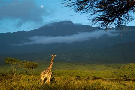 7 Day Kilimanjaro Climb Machame Route – Bravo Expedition and Safaris