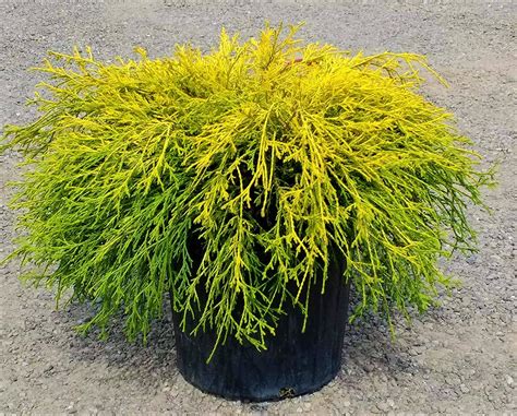 1 Gal. Gold Mop Threadbranch Cypress Shrub with Colorful Golden Yellow – Online Orchards