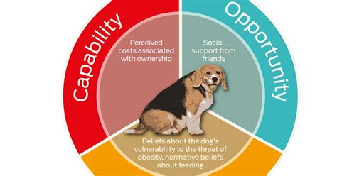 What Causes Obesity In Dogs