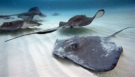 Stingray City - Burrard-Lucas Photography