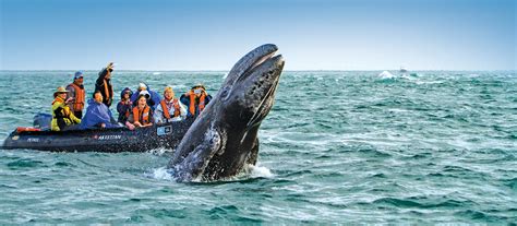 Magdalena Bay Whale Watching: Baja Mexico Cruise | National Geographic ...