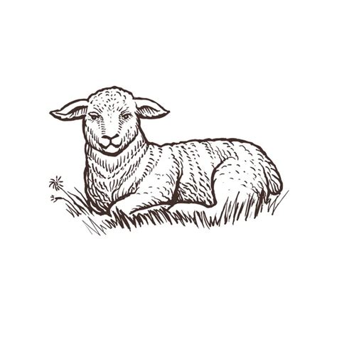 24,985 Lamb Vector Images | Depositphotos