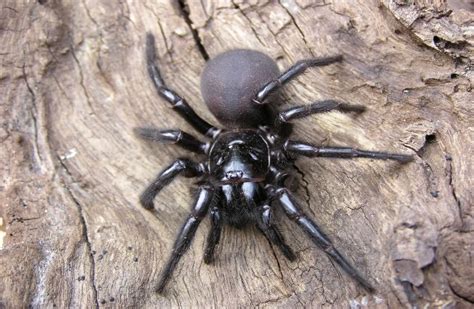 How To Avoid Spiders In Australia [iCF 2022 Updated]