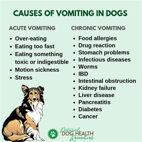 What Causes Dogs Vomiting