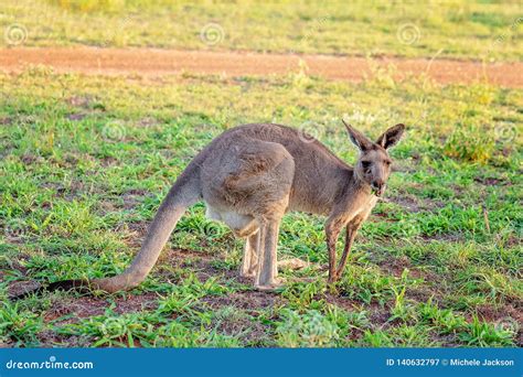 Kangaroo Eating Grass Royalty-Free Stock Photography | CartoonDealer.com #28151627