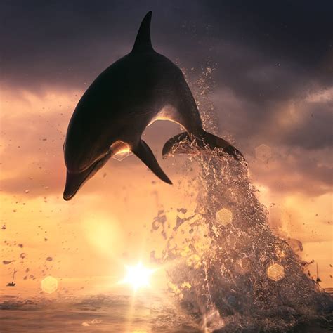 2048x2048 Dolphin Jump Out Of Ocean Ipad Air ,HD 4k Wallpapers,Images ...