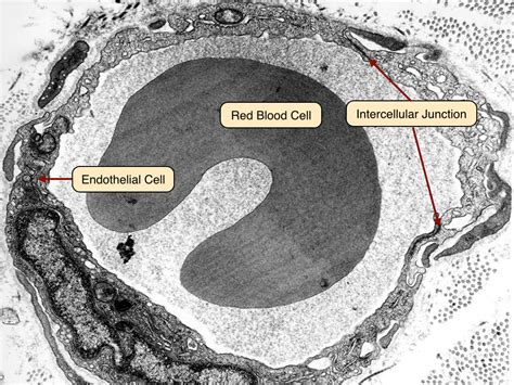 Blood Vessels Lab