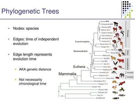 PPT - Molecular Evolution and Phylogenetic Tree Reconstruction PowerPoint Presentation - ID:2678314