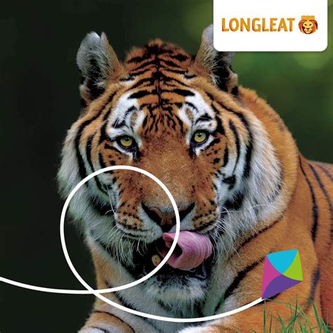 Longleat Tickets 10% Off Exclusive Discount