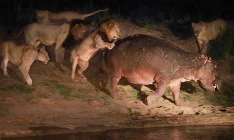 Hippopotamus fights off five lions in epic battle at South African MalaMala Game Reserve