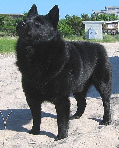 India Schipperke Breeders, Grooming, Dog, Puppies, Reviews, Articles - Muamat