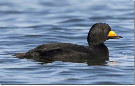 Identification of Black Scoter | Birdzilla - Wild About Wild Birds!