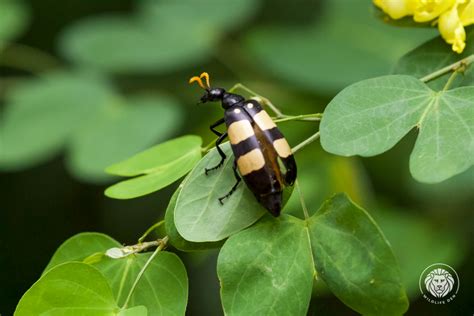 Wildlife Den – South African Wildlife Photography » Blister Beetle