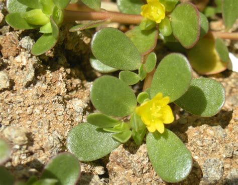 Portulaca Oleracea - Only Foods