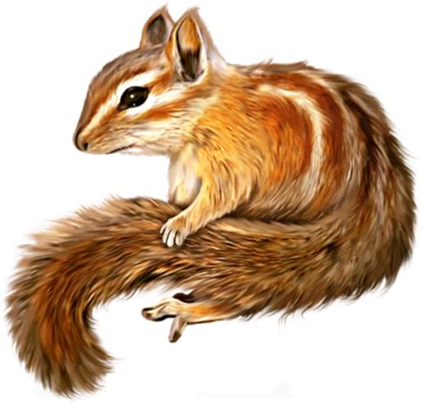 Chipmunk clipart cute drawing, Chipmunk cute drawing Transparent FREE for download on ...